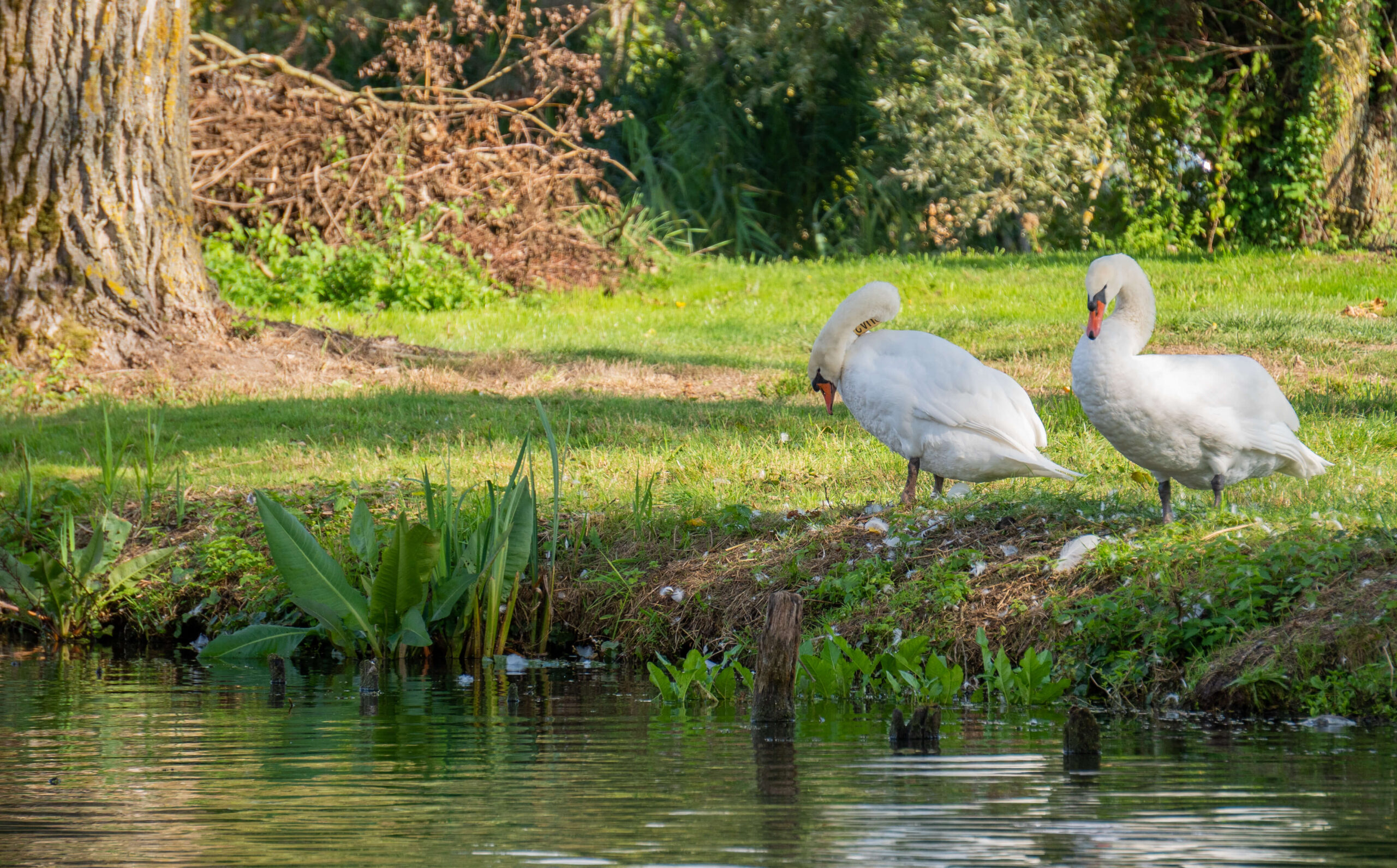Nature préservée